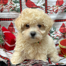 Maltipoo Puppy Rip