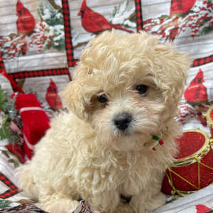 Maltipoo Puppy Rip