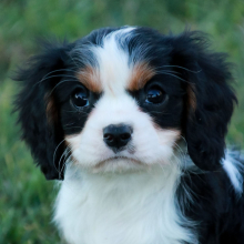 Cavalier King Charles Spaniel Puppy Pauly