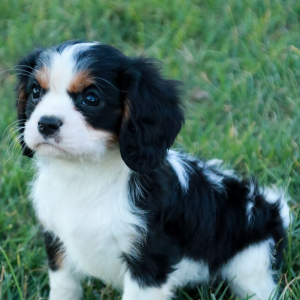 Cavalier King Charles Spaniel Puppy Pauly