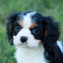 Cavalier King Charles Spaniel Puppy Pauly