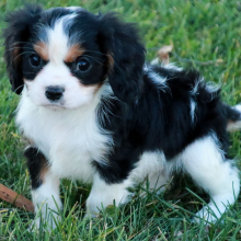Cavalier King Charles Spaniel Puppy Pauly