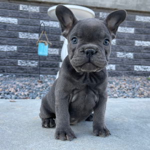 French Bulldog Puppy Mabel