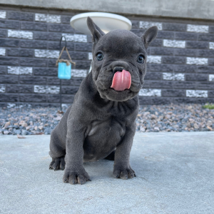 French Bulldog Puppy Mabel