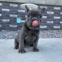 French Bulldog Puppy Mabel