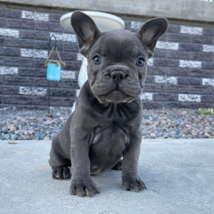 French Bulldog Puppy Mabel