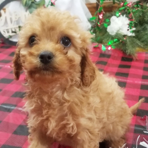 Cavapoo Puppy Hazel