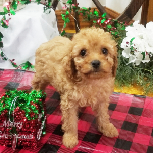 Cavapoo Puppy Hazel