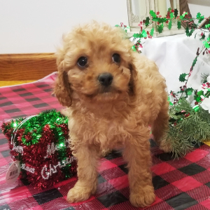 Cavapoo Puppy Hazel