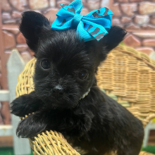 Yorkiepoo Puppy Wylder