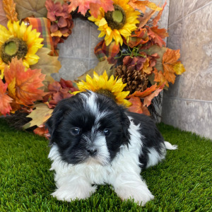 Shih Tzu Puppy Groove