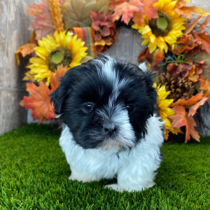 Shih Tzu Puppy Groove