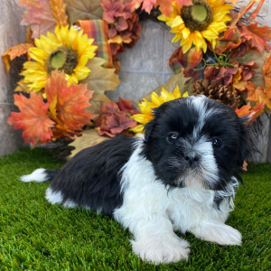 Shih Tzu Puppy Groove