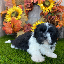 Shih Tzu Puppy Groove
