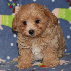 Maltipoo Puppy Vivi