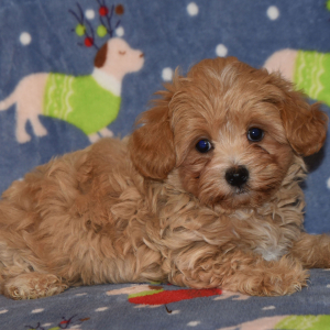 Maltipoo Puppy Vivi