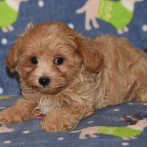 Maltipoo Puppy Vivi