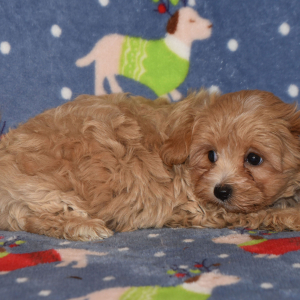 Maltipoo Puppy Vivi