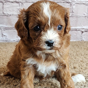 Cavapoo Puppy Suzy