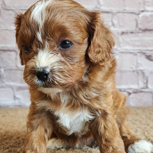 Cavapoo Puppy Suzy