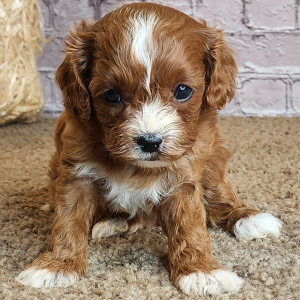 Cavapoo Puppy Suzy