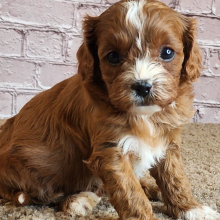 Cavapoo Puppy Suzy