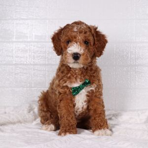 Poodle Puppy Henry