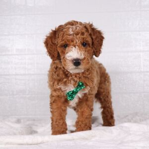 Poodle Puppy Henry