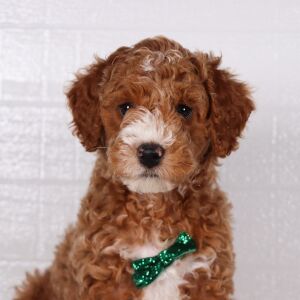 Poodle Puppy Henry