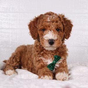 Poodle Puppy Henry