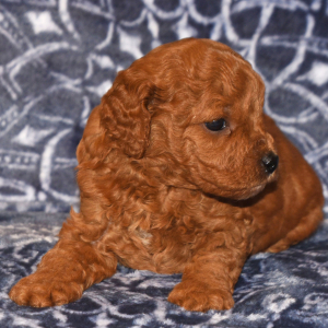 Goldendoodle Puppy Henry