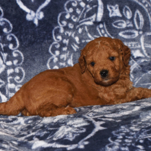 Goldendoodle Puppy Henry