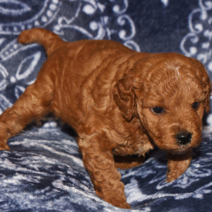 Goldendoodle Puppy Henry