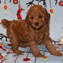 Goldendoodle Puppy Henry