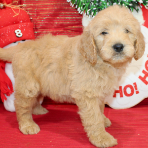 Goldendoodle Puppy Raz
