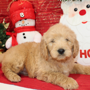 Goldendoodle Puppy Raz