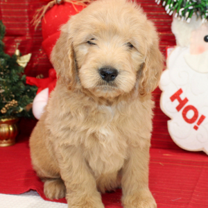 Goldendoodle Puppy Raz
