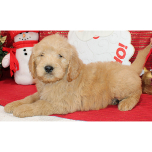 Goldendoodle Puppy Raz