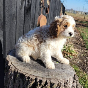 Cavapoo Puppy Joey