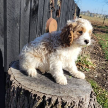 Cavapoo Puppy Joey