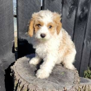 Cavapoo Puppy Joey