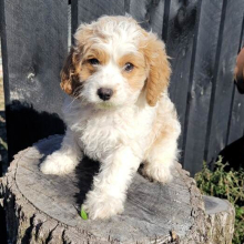Cavapoo Puppy Joey