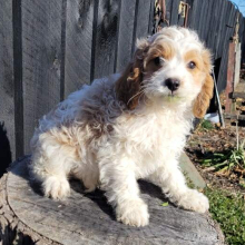 Cavapoo Puppy Joey