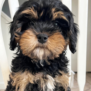 Cavapoo Puppy Autumn