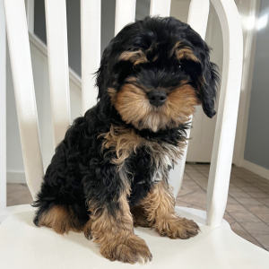 Cavapoo Puppy Autumn