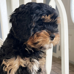 Cavapoo Puppy Autumn