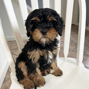 Cavapoo Puppy Autumn
