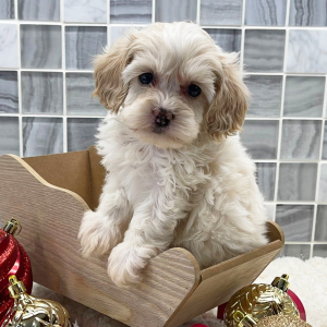 Cockapoo Puppy Asher
