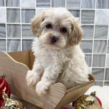 Cockapoo Puppy Asher