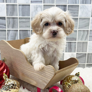 Cockapoo Puppy Asher